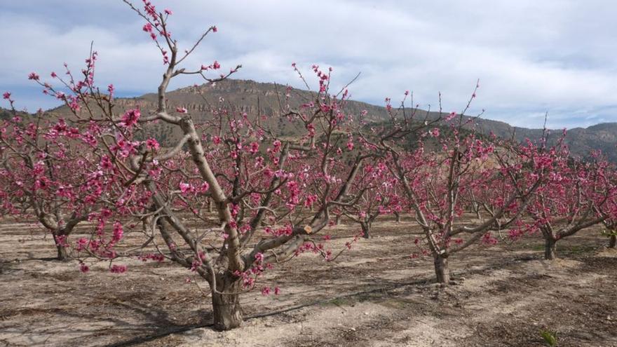Parcela de frutales de hueso en flor, el pasado mes de marzo en Blanca.  | CRISTINA HEREDIA