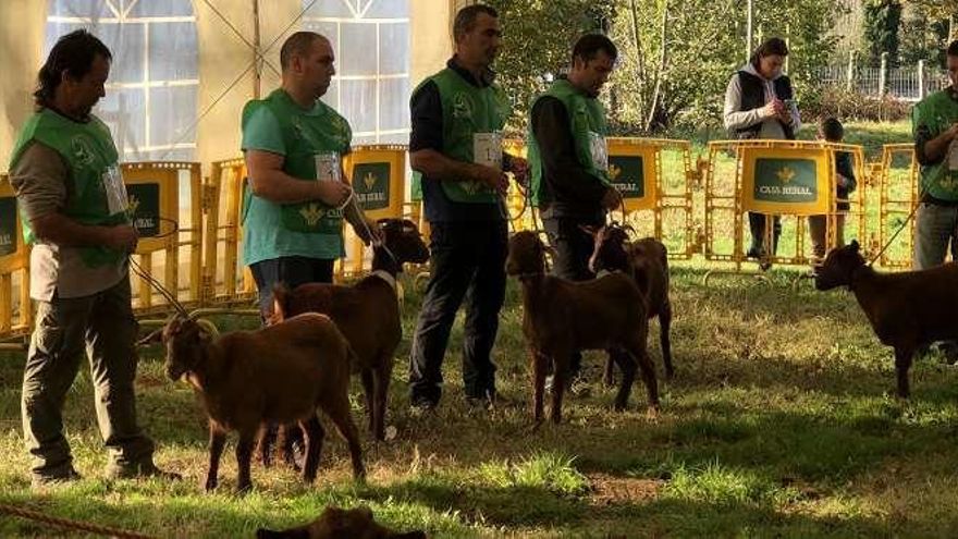 El concurso de cabras bermeyas.