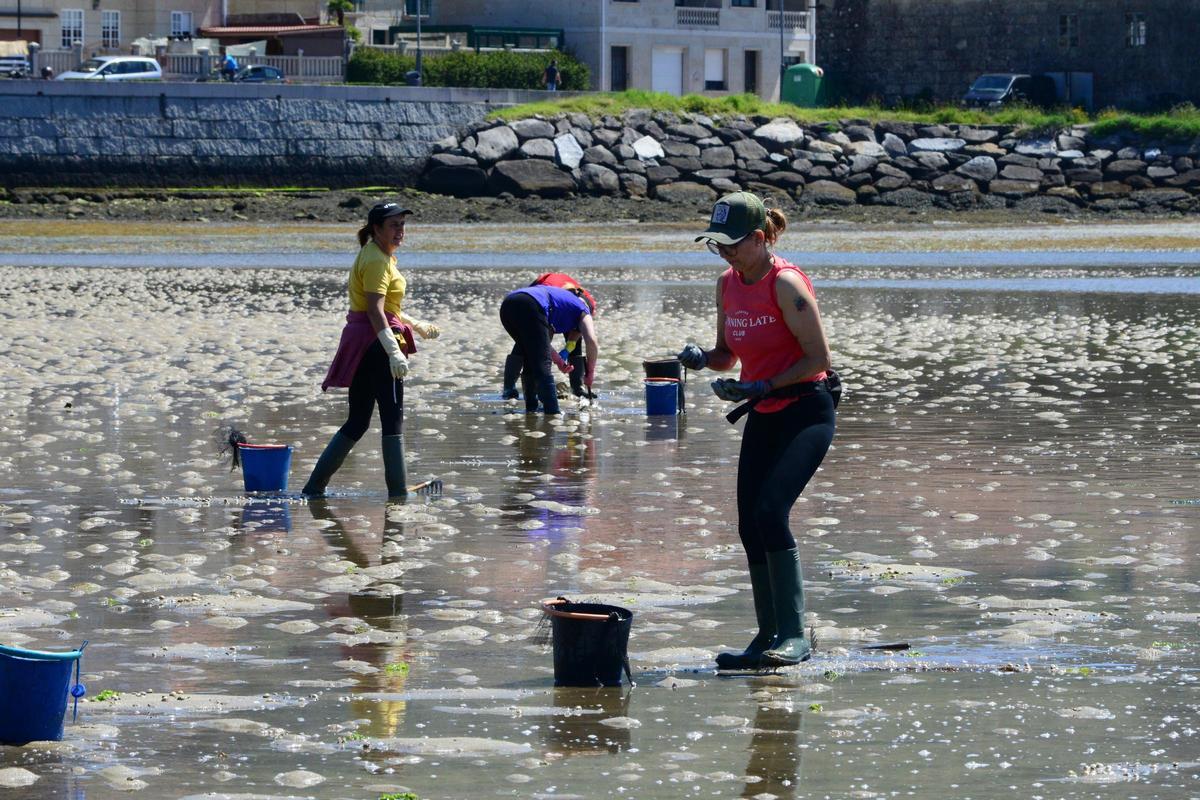 Mariscadoras trabajando en la playa de A Xunqueira, en Moaña.