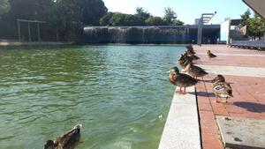 Patos en el Parc Catalunya en un foto de archivo