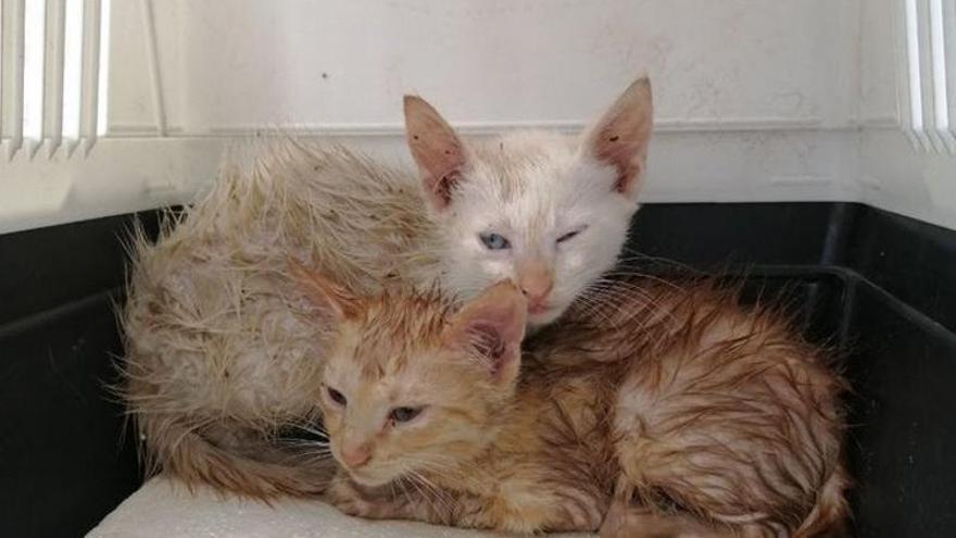 Els dos felins rescatats aquest diumenge a Cardona