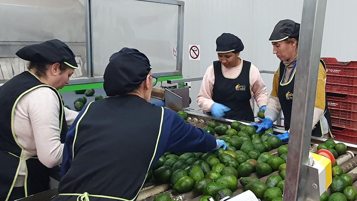 La campaña del aguacate arranca con muy buenas perspectivas en la provincia.