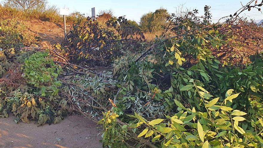 El punt de recollida de brossa vegetal clausurat