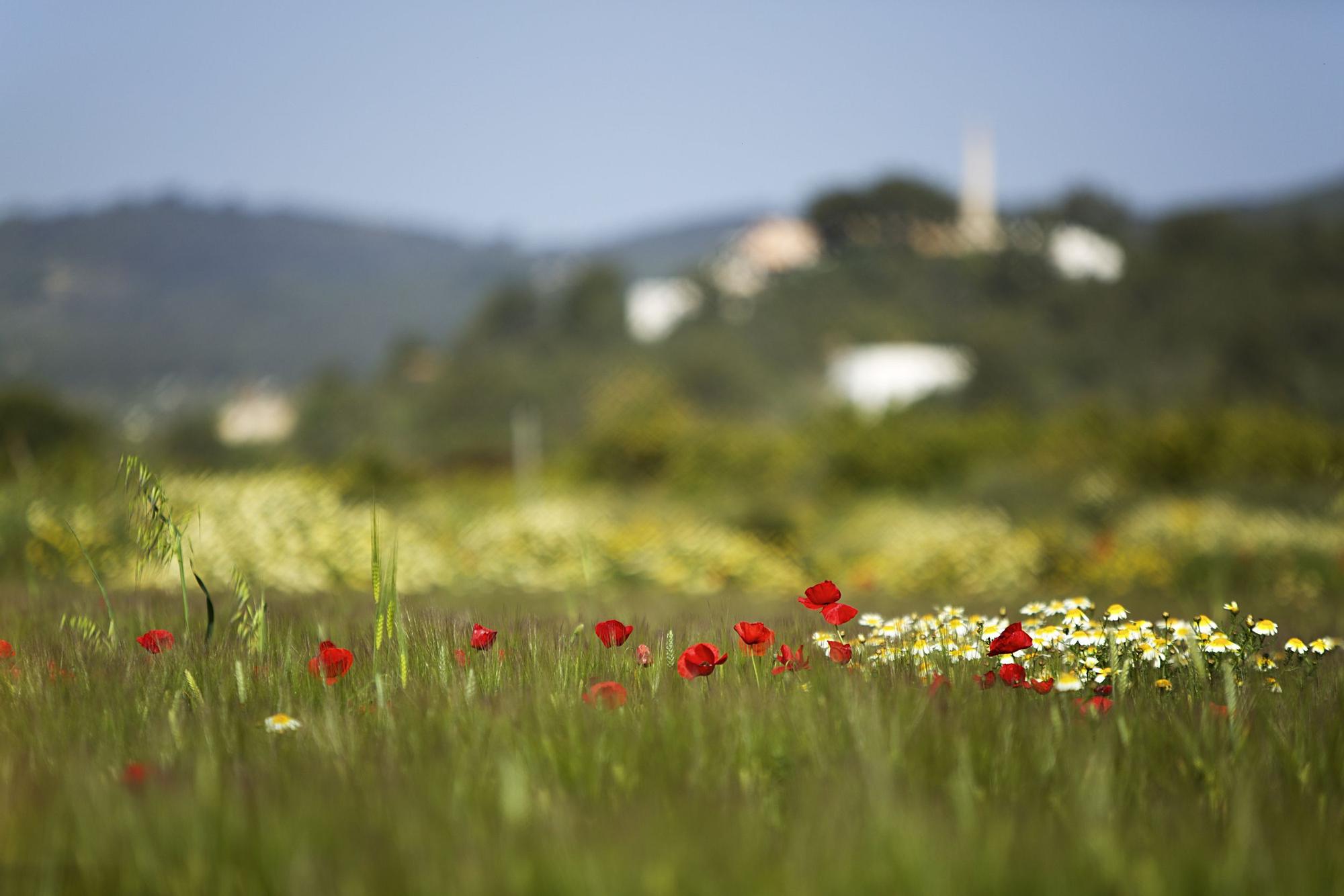 Primavera en el campo ibicenco