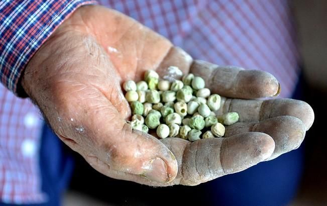 Pepe Guedes, agricultor orgánico