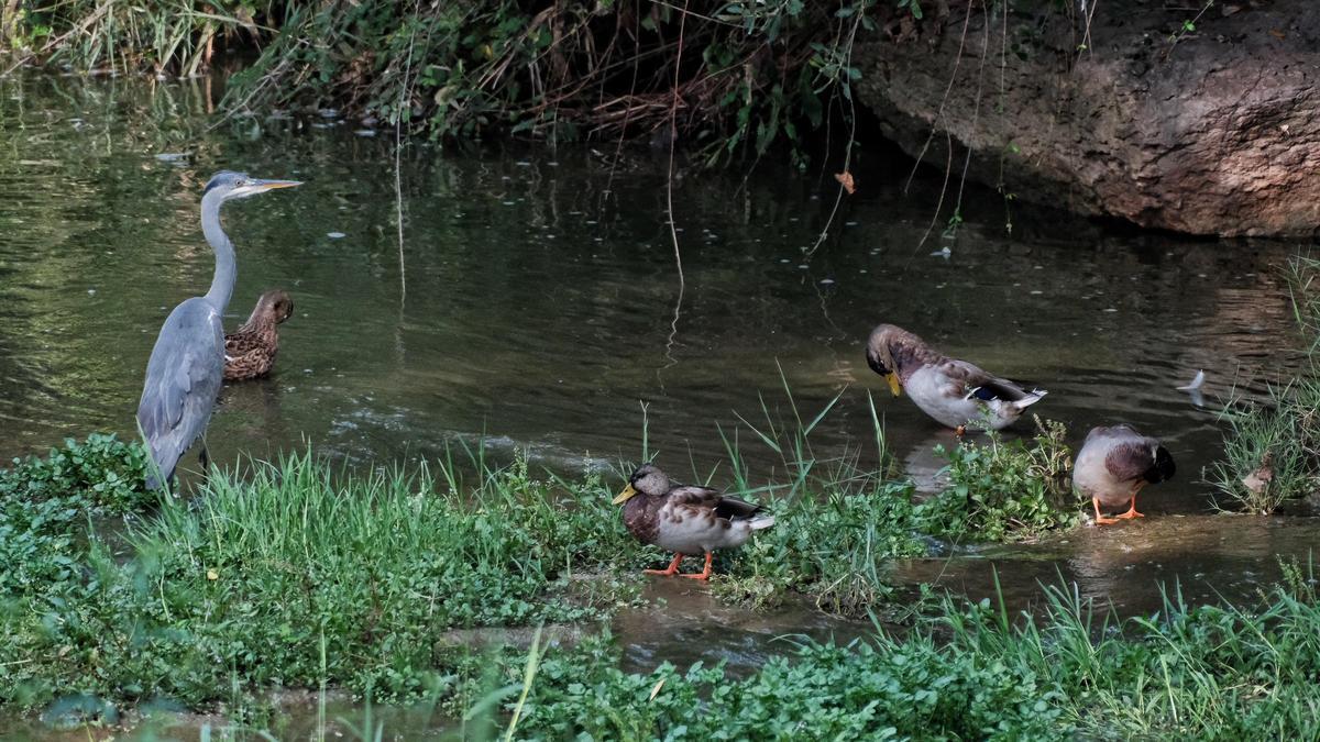 El llac de Navarcles.