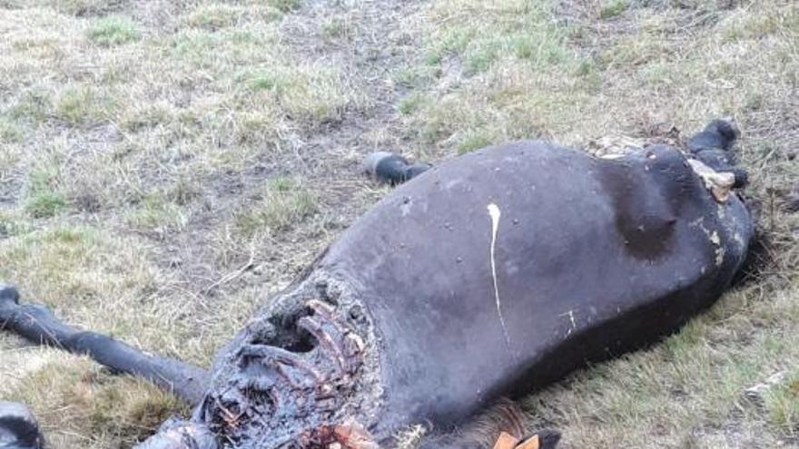 Sucesos en Pontevedra | Los lobos devoran a dos yeguas en el Monte Castrove