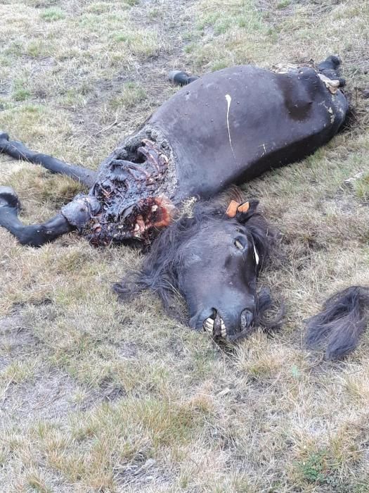 Sucesos en Pontevedra | Los lobos devoran a dos yeguas en el Monte Castrove