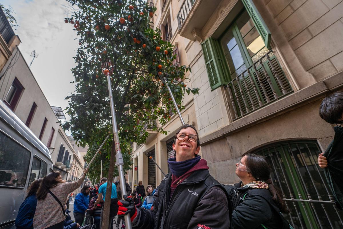 barcelona 08/02/2025 Barcelona. Recolección de naranjas en el corazón del Eixample. Pasajes Mercader y Domingo. AUTOR: JORDI OTIX