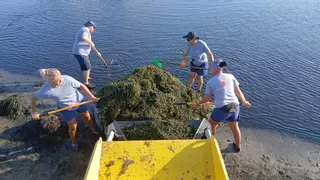 La Comunidad retira más de 4.200 toneladas de biomasa del litoral del Mar Menor desde enero