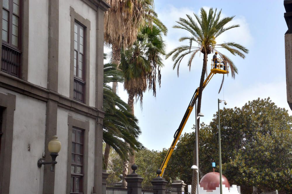 PODA PALMERA SAN TELMO