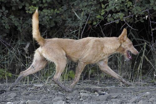 RAZAS DE PERROS ESPAÑA | Podenco Andaluz.