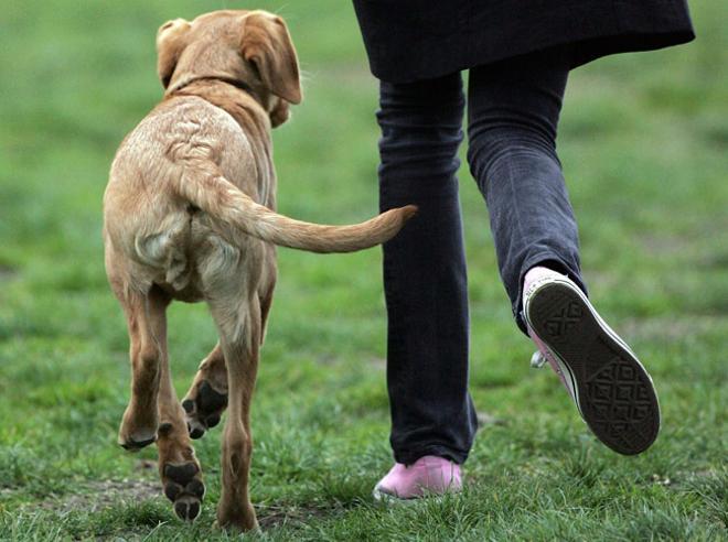 Mascotas: de paseo con tu perro