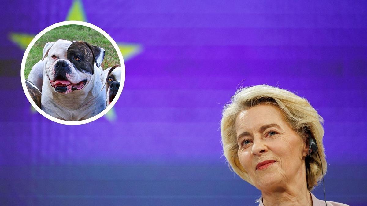 Entró en vigor: la Ley de Bienestar Animal