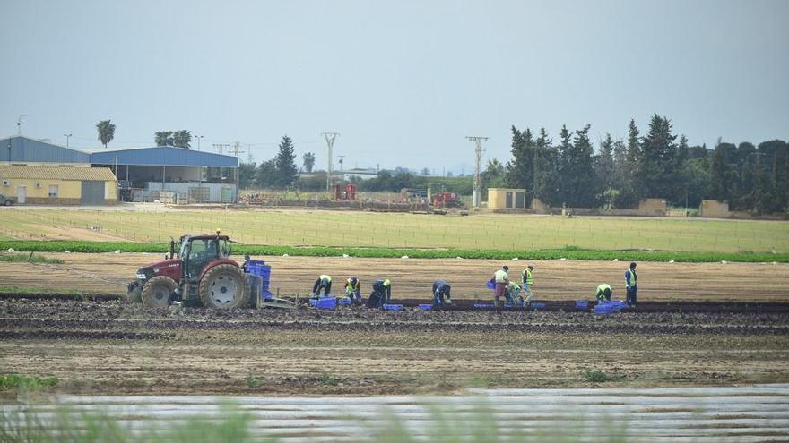 Jornaleros en el campo de Cartagena.