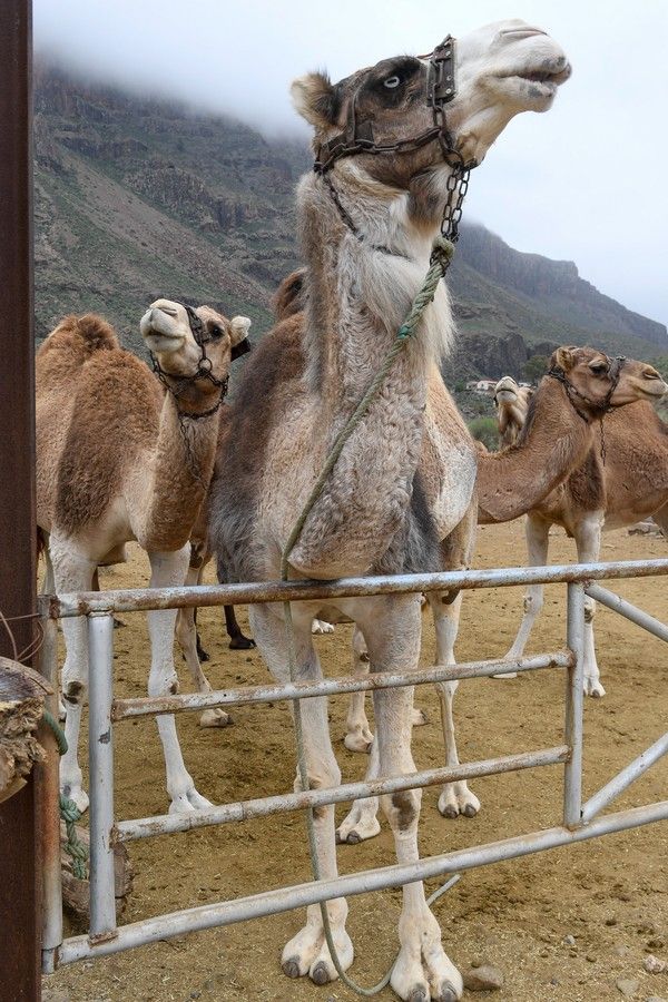 Camellos que este año se han quedado sin cabalgatas