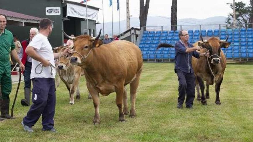 Todo listo para el inicio del concurso de ganado y la feria ecológica