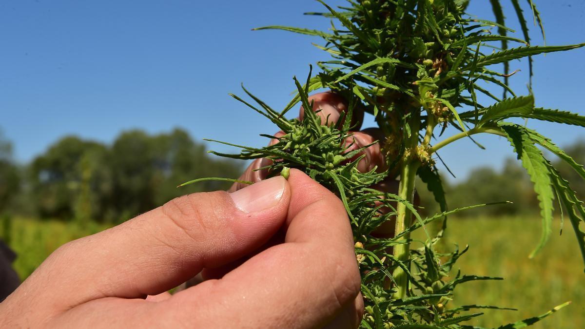 Detalle de las semillas de una de las plantas de cáñamo, que se utilizarán para la industria alimentaria y la extracción de aceites esenciales.