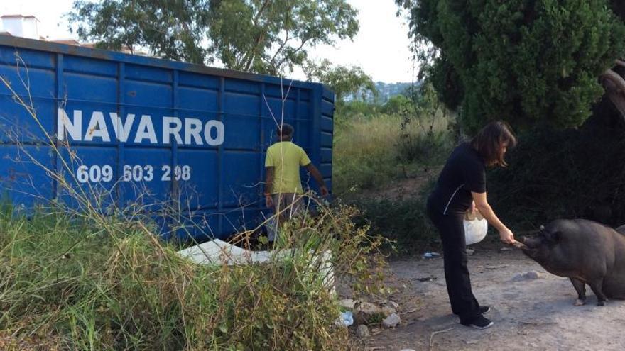 Aparatosa trampa para los cerdos vietnamitas de Xàbia