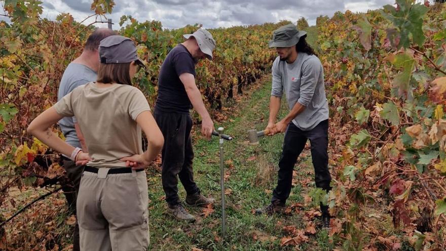 Los viñedos de la DO Toro, en el punto de mira de un proyecto europeo