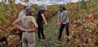 Los viñedos de la DO Toro, en el punto de mira de un proyecto europeo