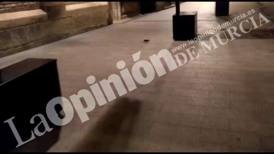 Una rata, de paseo nocturno por el centro de Murcia