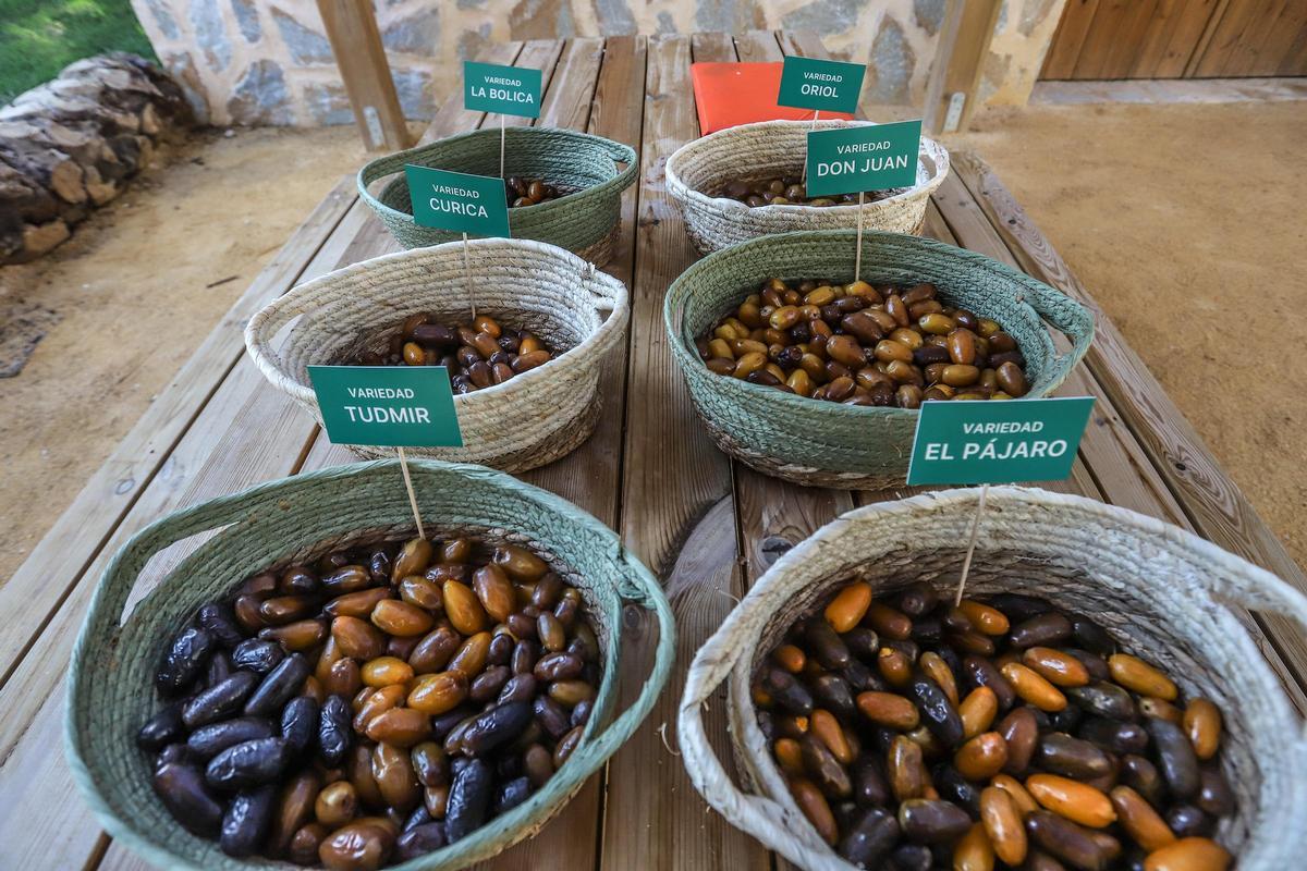 Diferentes variedades de dátil