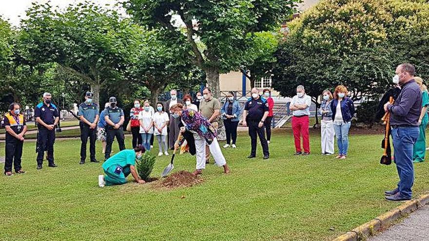 Sanitarios plantando el texu ayer en Villaviciosa.