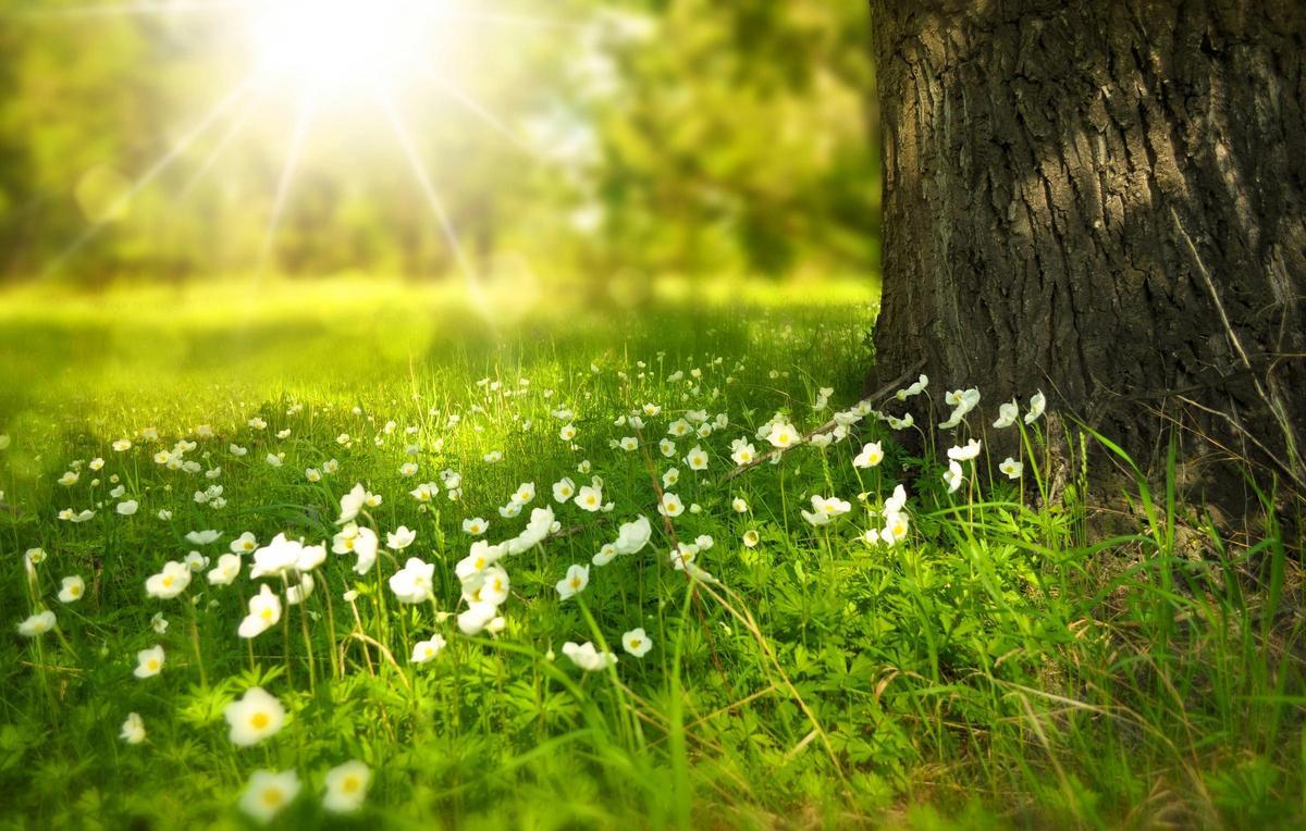 Primavera
