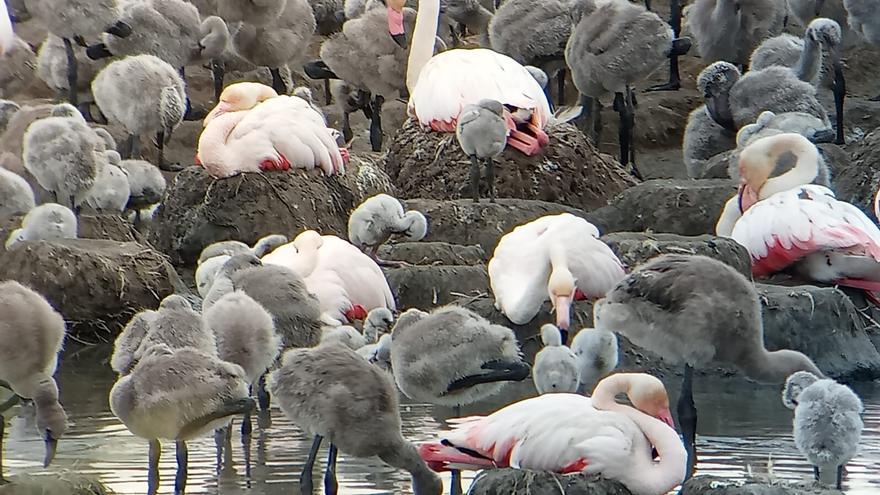 Así están creciendo los flamencos nacidos en l&#039;Albufera