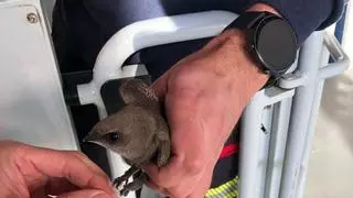 La Diputación rectifica y retira la red que mataba a los vencejos del parque de bomberos de Torrevieja