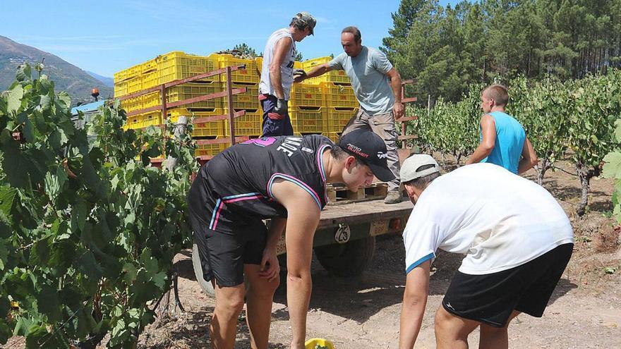 Ourense recoge más de 30.000 toneladas de uva, un 11% superior que en el 2022