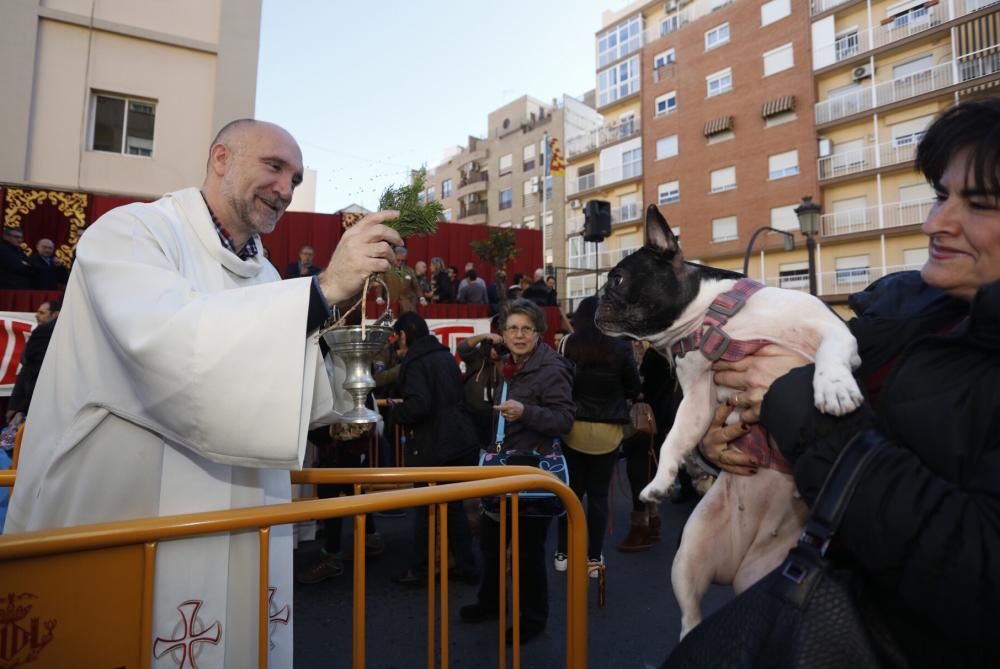 Bendición de animales por Sant Antoni del Porquet