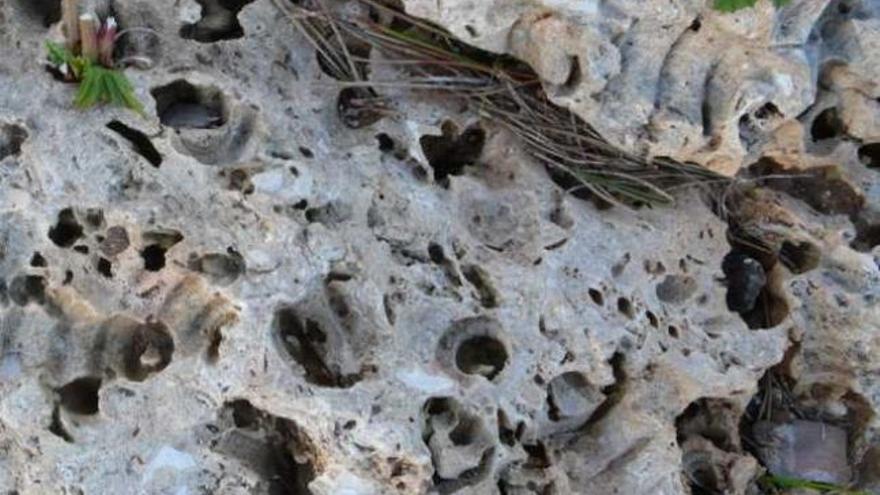 Fósiles marinos en las piedras de Bellver.