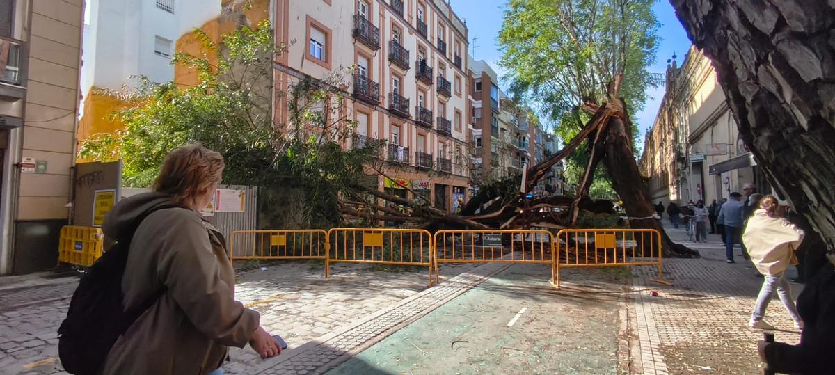 FOTOGALERÍA | Una palmera cae sobre un coche en Kansas City y un árbol se desploma en San Jacinto