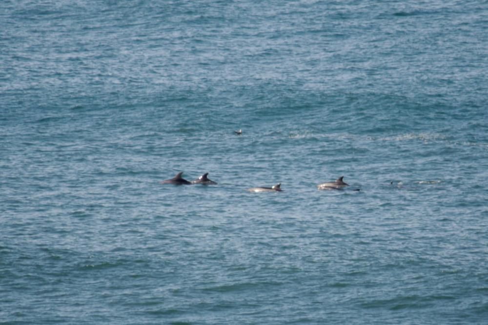 Delfines en San Lorenzo