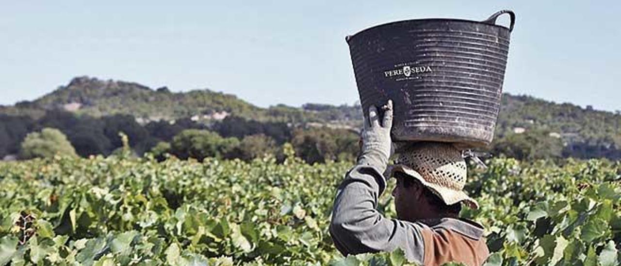 Pere Seda, una de las trece bodegas integradas en la DenominaciÃ³n de Origen Pla i Llevant.