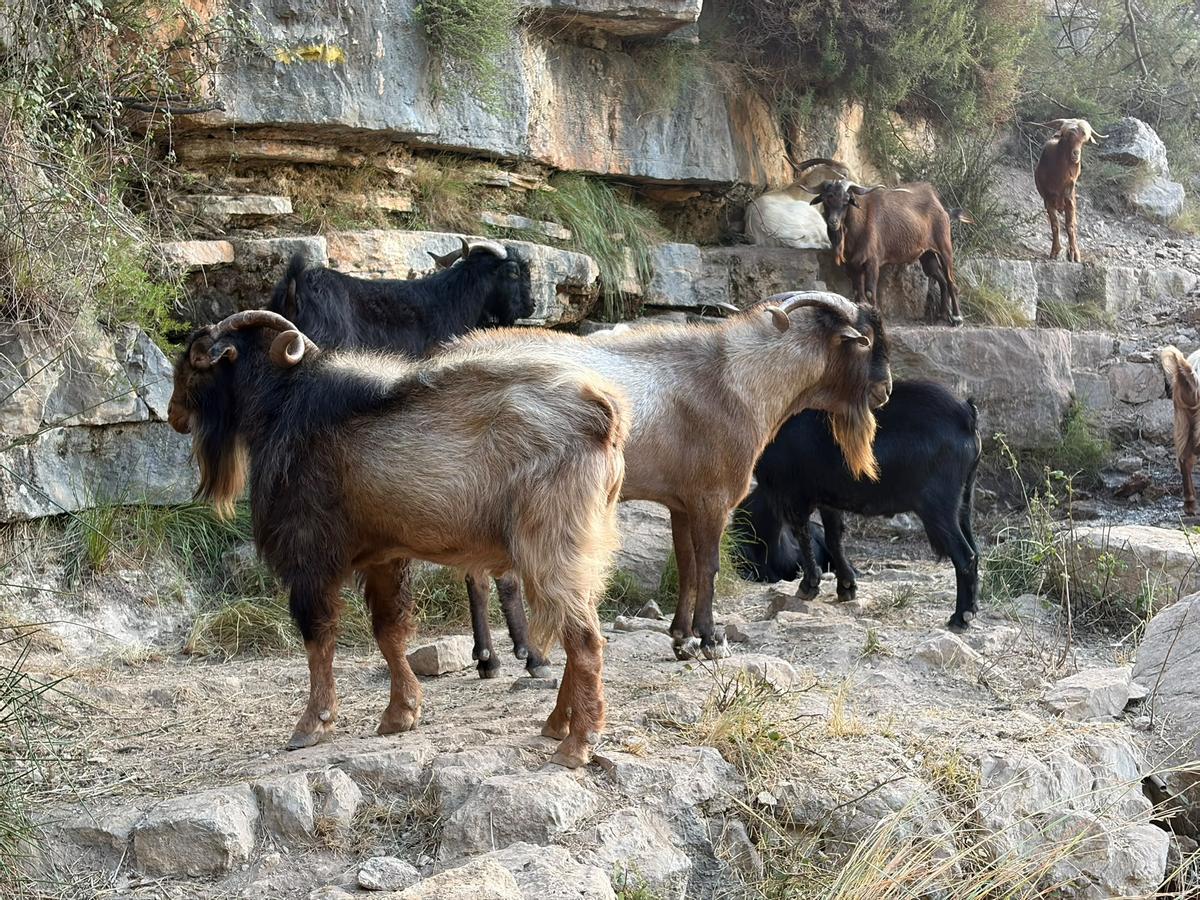 Un grupo de cabras.