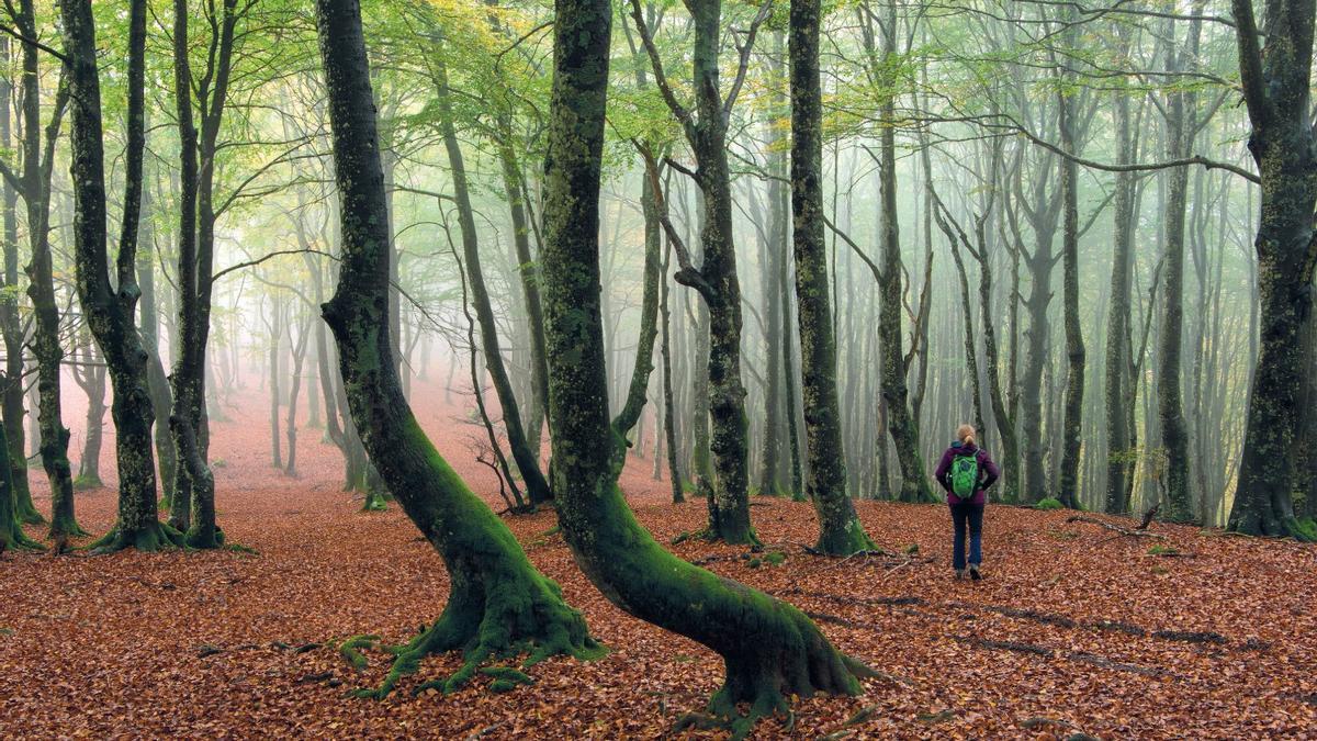Los gigantes verdes de España: 10 bosques que te dejarán con la boca abierta