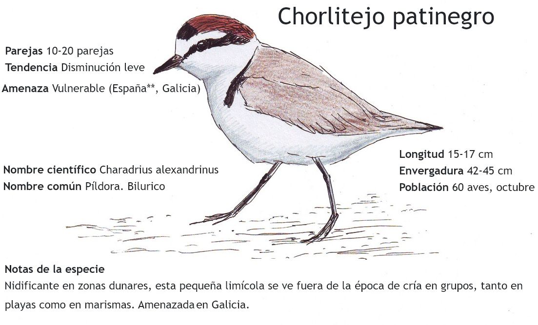 La ficha de presentación del chorlitejo incluida en el PIO de O Grove.