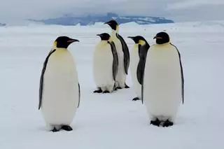 Los pingüinos emperador pueden desaparecer por el calentamiento global