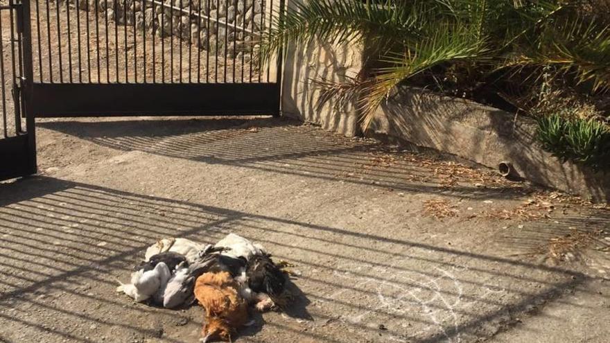 Los restos de una decena de aves decapitadas, ayer a las puertas de una finca en Campanet.