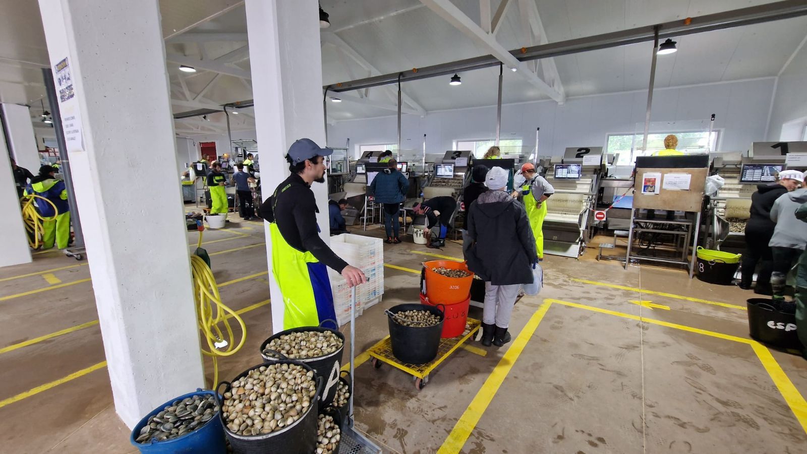 Así es el día a día en el puerto y la lonja de O Testal (Noia), donde cada vez se dan cita más mariscadores arousanos.