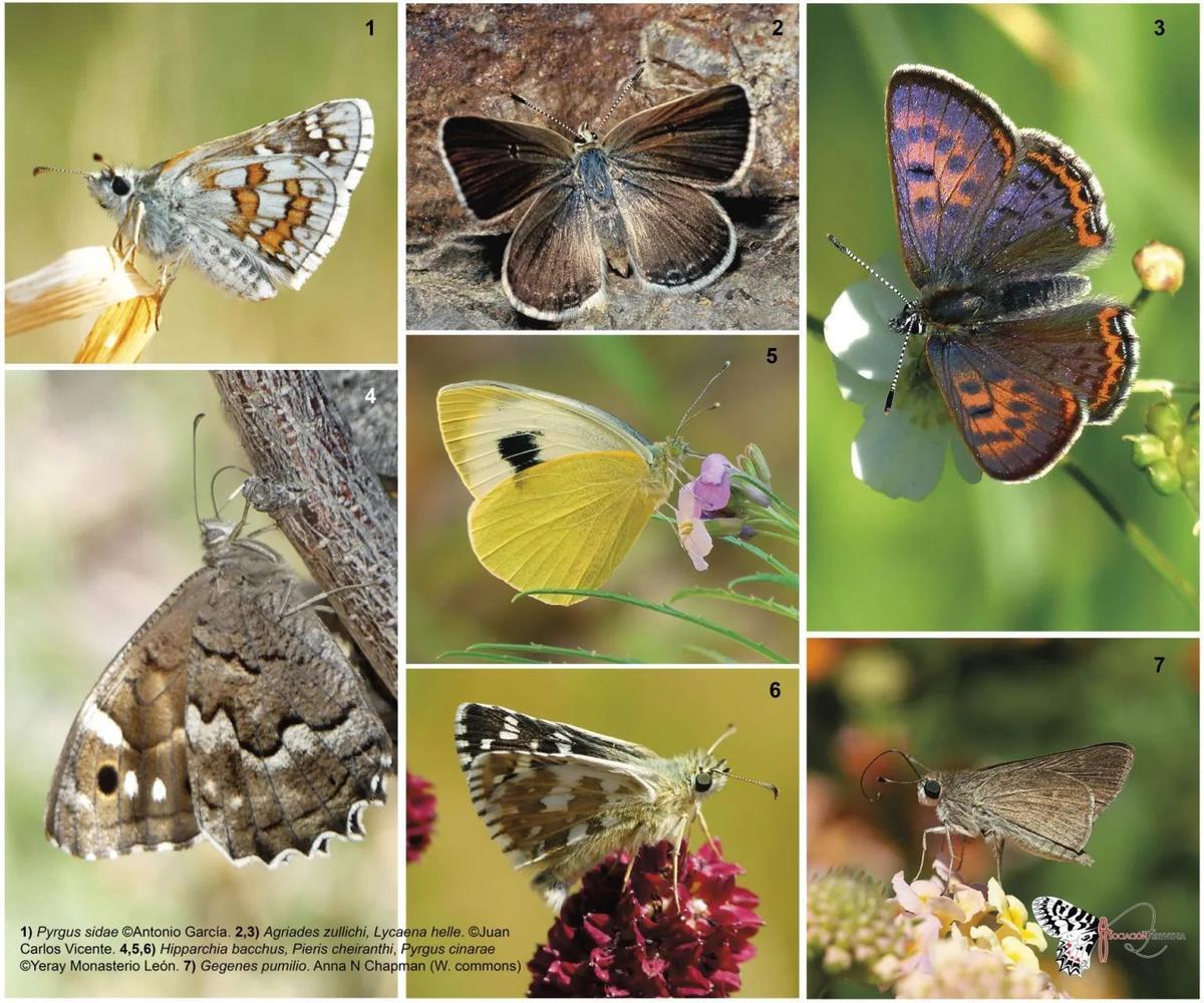 Cinco especies de mariposas se suman a la lista de especies amenazadas.