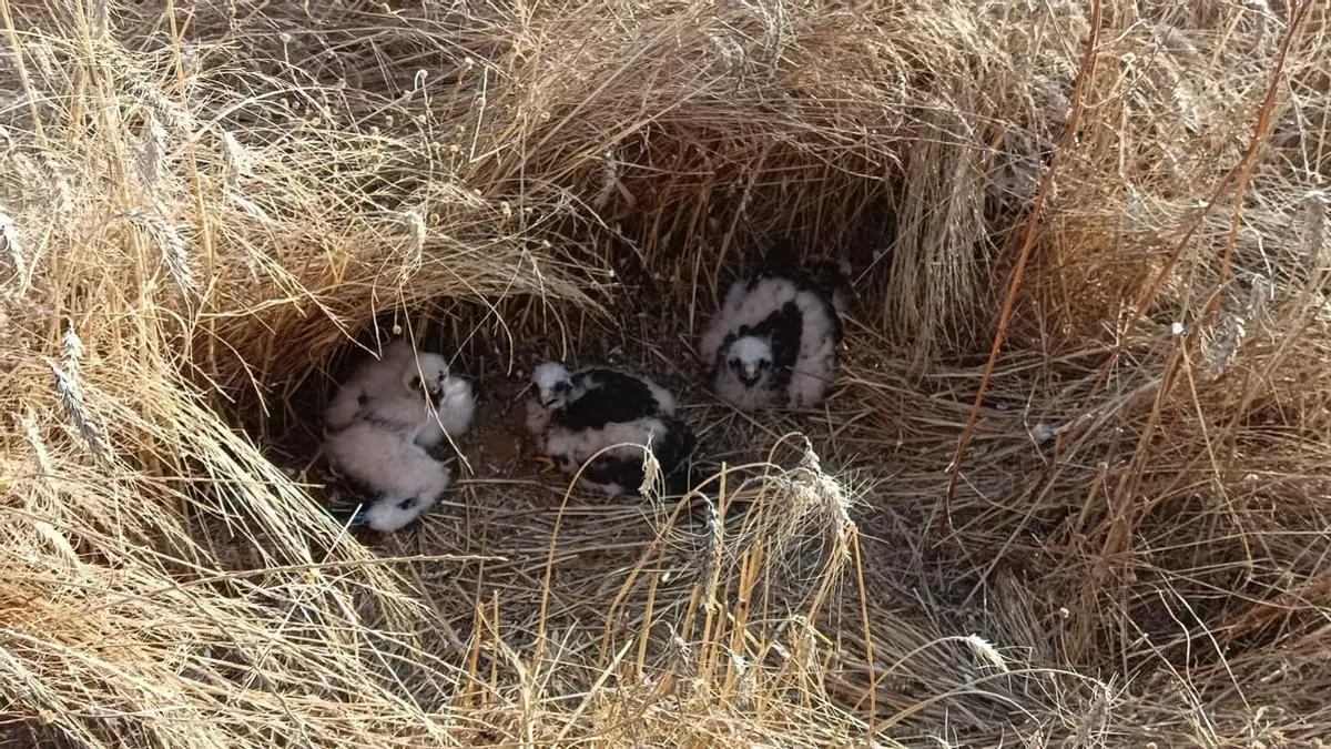 Voluntarios al rescate del aguilucho cenizo en Extremadura