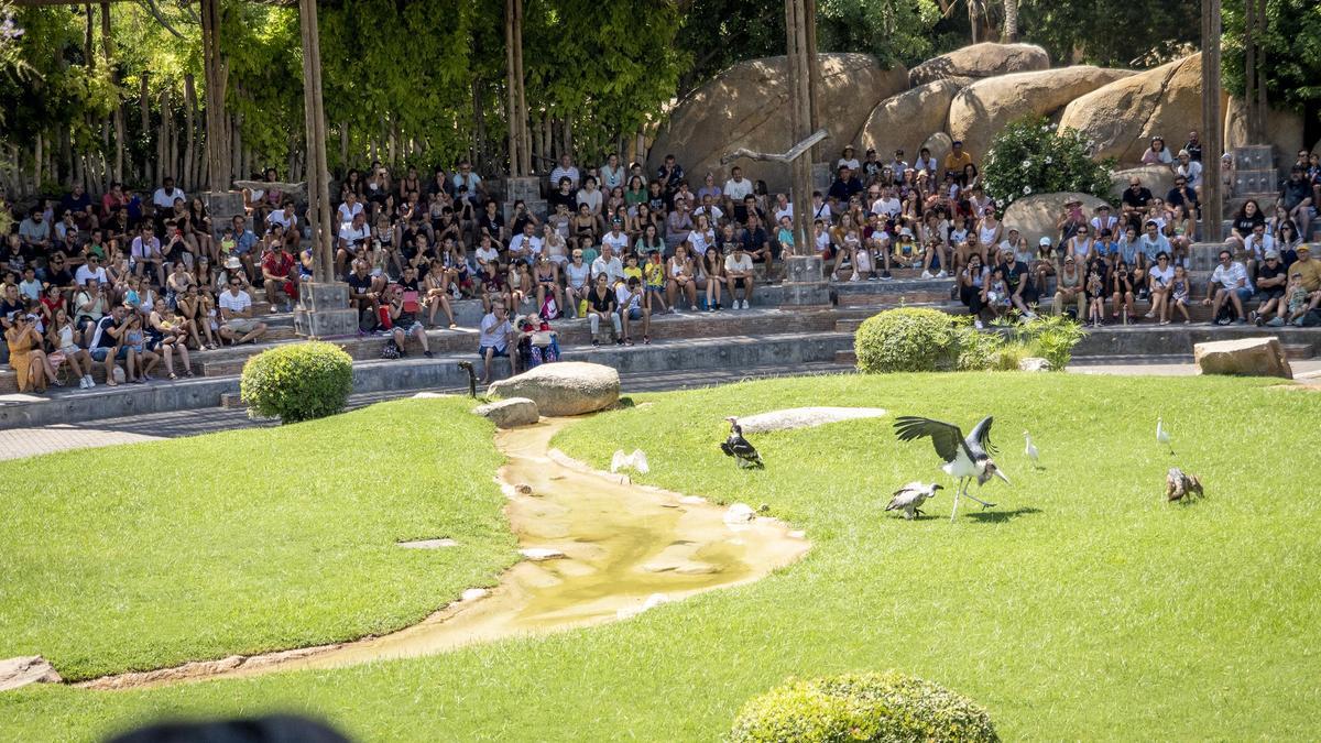 El pase B! de BIOPARC Valencia permite ampliar todo un año la experiencia de la visita