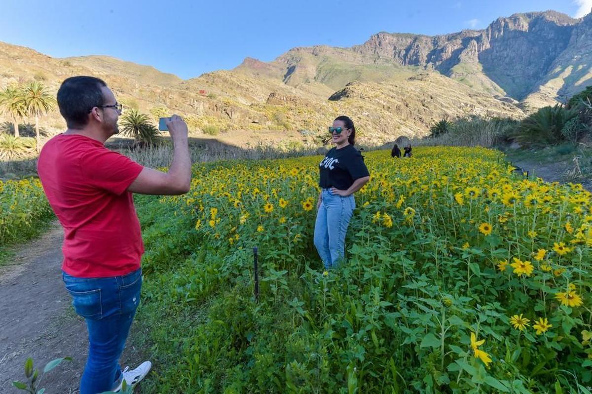 Girasoles en Guayedra (Agaete)