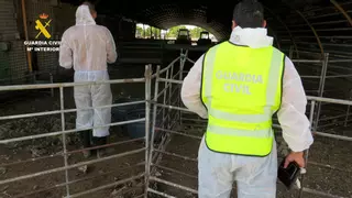 Sin comida y con agua contaminada con sangre: así se encontraban más de 200 animales en una granja de Mula