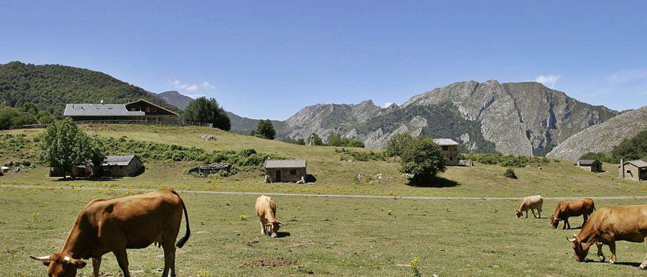 Ganado vacuno en la vega de Brañagallones, en Caso.