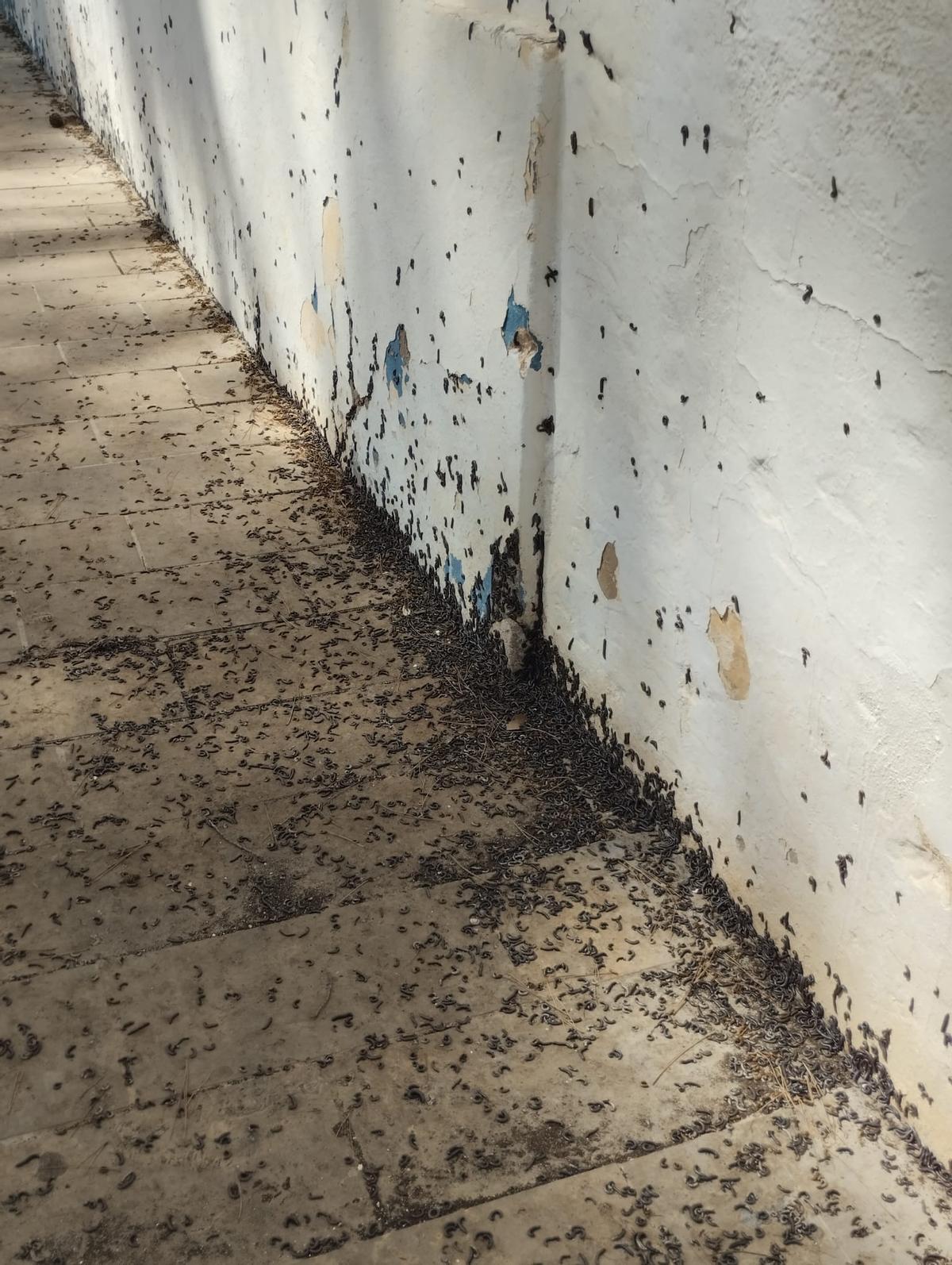 Milpiés por la pared y el suelo en la zona Horts de Canals.
